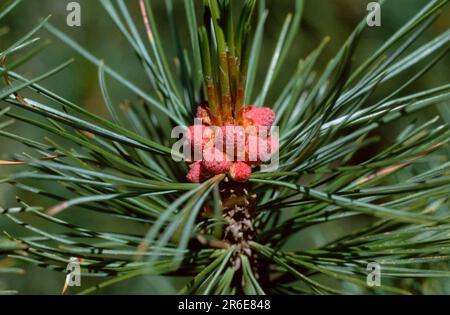 Swiss pine (Pinus cembra) Stock Photo