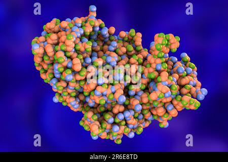 Ricin. Computer model of a molecule of the toxic protein ricin. It comprises two amino acid chains, termed A (upper left) and B (lower right). The A- Stock Photo