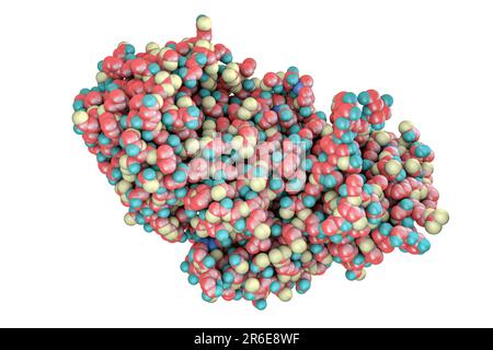 Ricin. Computer model of a molecule of the toxic protein ricin. It comprises two amino acid chains, termed A (upper left) and B (lower right). The A- Stock Photo