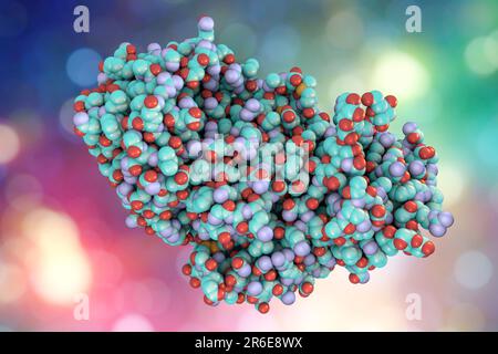 Ricin. Computer model of a molecule of the toxic protein ricin. It comprises two amino acid chains, termed A (upper left) and B (lower right). The A- Stock Photo