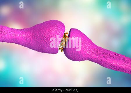 Synapse. Computer illustration of a synapse, the junction between two ...