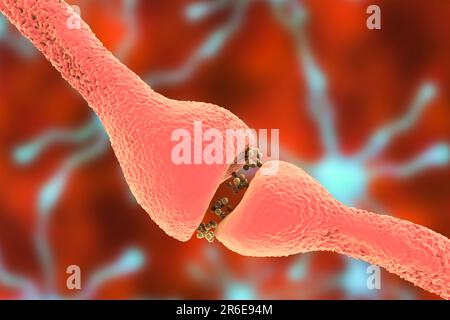 Nerve synapse. Computer artwork of a junction, or synapse, between two nerve cells (neurons). As the electrical signal reaches the presynaptic end of Stock Photo