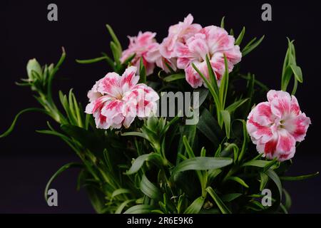 beautiful decorative carnation Stock Photo