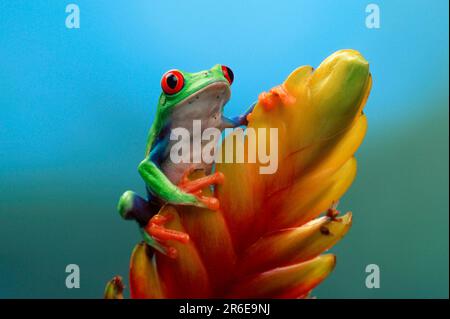 Red-eyed tree frog (Agalychnis callidryas), male, red-eyed tree frog Stock Photo