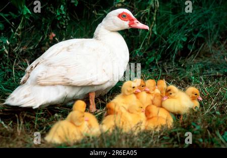 Domestic muscovy ducks, females with chicks, domestic duck Stock Photo