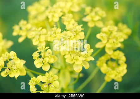 Euphorbia virgata, commonly known as leafy spurge, wolf's milk leafy spurge, or wolf's milk is a species of spurge native to Europe and Asia, and intr Stock Photo