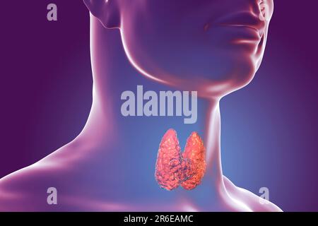 Thyroid gland in a man's neck, computer illustration Stock Photo