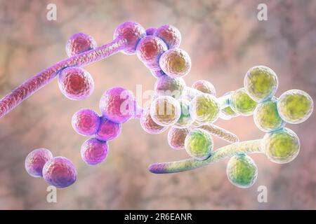 Candida albicans yeast and hyphae stages, computer illustration. A yeast-like fungus commonly occurring on human skin, in the upper respiratory, alime Stock Photo