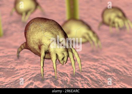 Dust mites (Dermatophagoides pteronyssinus) on human skin, computer illustration. This mite is eight legged. Its rounded, unsegmented body has a few t Stock Photo