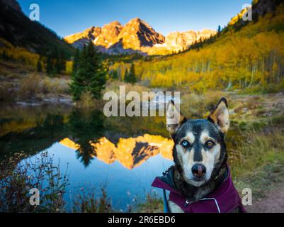 Husky with Different Colored Eyes at Colorado's Maroon Bells Stock Photo