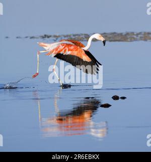 Chilean chilean flamingo (Phoenicopterus chilensis), Laguna de Chaxa, Atacama Desert, Page, Chile Stock Photo