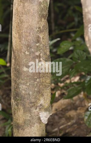 Common leaf-tailed gecko (Uroplatus fimbriatus), Madagascar Stock Photo