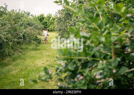 Young boys picking blueberries in field. Stock Photo