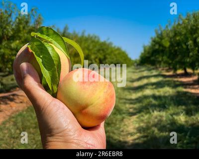 Hand holding peaches in orchard. Stock Photo
