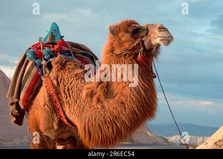 Two-humped Camel, Turkey, Bactrian (Camelus bactrianus) Camel Stock Photo