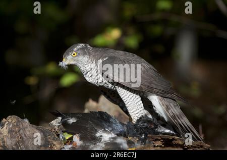 Northern goshawk (Accipiter gentilis) with preyed raven, raven crow, crow, Germany Stock Photo