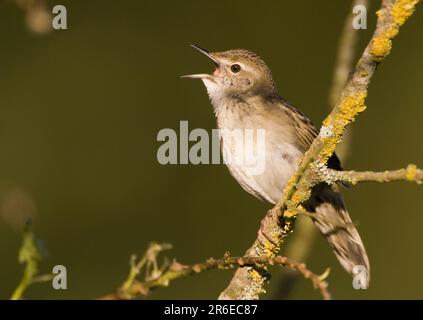 Common Grasshopper Warbler (Locustella naevia) Stock Photo