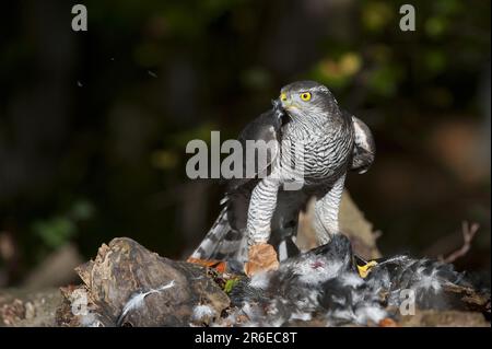 Northern goshawk (Accipiter gentilis) with preyed raven, raven crow, crow, Germany Stock Photo