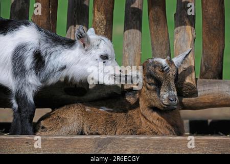 Domestic goats, goats, kids Stock Photo