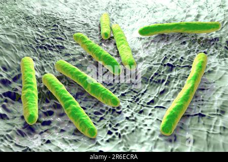Tuberculosis bacteria. Computer artwork of Mycobacterium tuberculosis bacteria, the Gram- positive rod-shaped bacteria which cause the disease tubercu Stock Photo