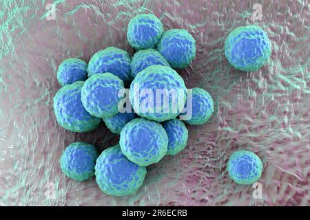 MRSA bacteria. Computer artwork of methicillin-resistant Staphylococcus aureus (MRSA) bacteria. Stock Photo