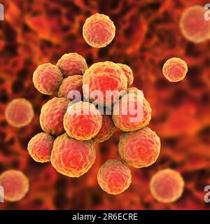 MRSA bacteria. Computer artwork of methicillin-resistant Staphylococcus aureus (MRSA) bacteria. Stock Photo