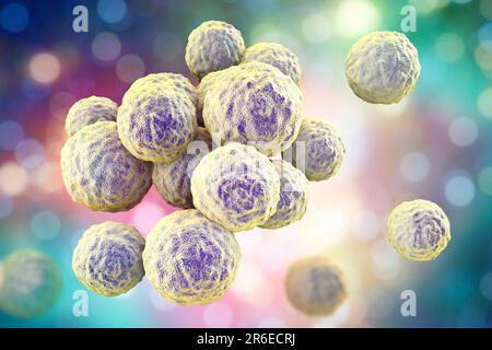 MRSA bacteria. Computer artwork of methicillin-resistant Staphylococcus aureus (MRSA) bacteria. Stock Photo