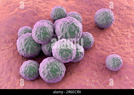 MRSA bacteria. Computer artwork of methicillin-resistant Staphylococcus aureus (MRSA) bacteria. Stock Photo