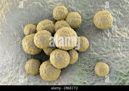 MRSA bacteria. Computer artwork of methicillin-resistant Staphylococcus aureus (MRSA) bacteria. Stock Photo