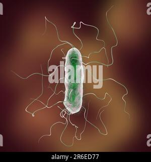 Bacterium Proteus mirabilis, computer illustration. It is an enterobacterium which is present normally in the human intestine, although it has potenti Stock Photo