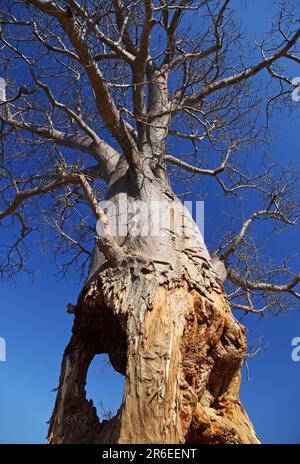 Old Baobab with hole in Lower Zambezi National Park, Zambia, old Baobab, Lower Zambezi National Park, Zambia Stock Photo