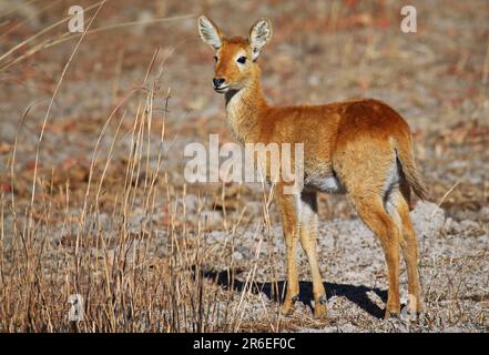 Young puku (Kobus vardonii) in Kafue National Park, Zambia, puku, Kafue National Park, Zambia Stock Photo