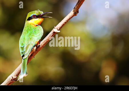 Little bee-eater (Merops pusillus), South Luangwa National Park, Zambia Stock Photo