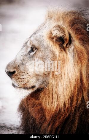 Lion (Panthera leo), male, South Luangwa NP, Zambia Stock Photo