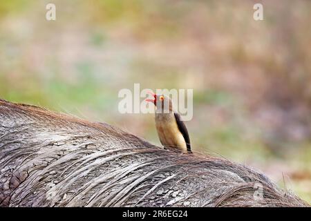 Red-billed oxpecker (Buphagus erythrorhynchus) riding on a warthog, South Luangwa National Park, Zambia Stock Photo