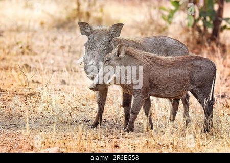 Warthog (Phacochoerus africanus), South Luangwa National Park, Zambia Stock Photo