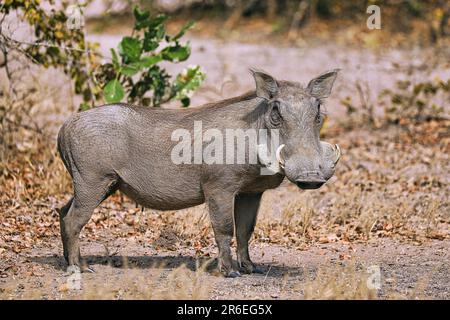 Warthog (Phacochoerus africanus), South Luangwa National Park, Zambia Stock Photo