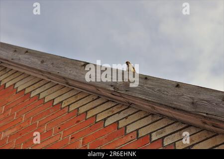 One sparrow bird sits on the roof of a house in cloudy grey sky background. Stock Photo