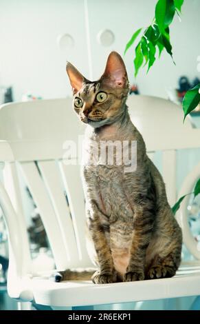 Devon Rex Cat on Chair, Devon Rex Stock Photo