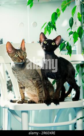 Devon Rex Cats on Chair Stock Photo