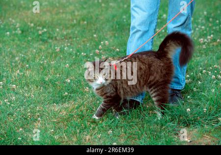 Norwegian Forest Cat on the Leash Stock Photo