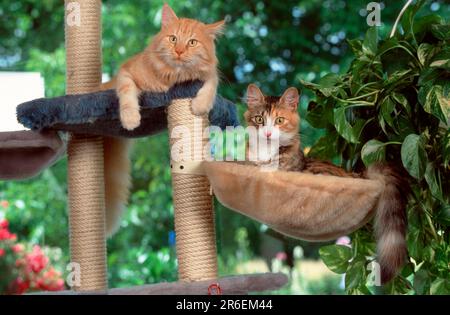 Norwegian Forest Cats, black-tabby-tortie-white and red-silver-classic Stock Photo