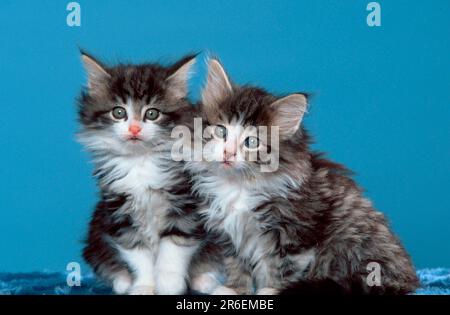 Norwegian Forest Cats, kitten, 7 weeks Stock Photo