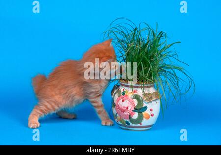 Norwegian Forest Cat, kitten, 5 weeks, playing with grass, Norwegian Forest Cat, kitten, 5 weeks, playing with cat grass, indoor, studio Stock Photo