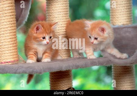 Norwegian Forest Cats, kitten, 5 weeks Stock Photo