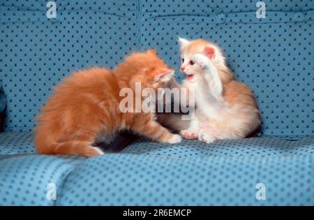 Norwegian Forest Cats, kitten, 5 weeks Stock Photo