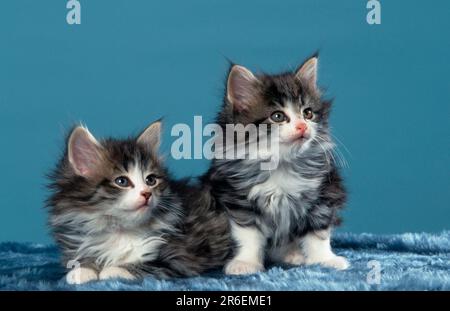 Norwegian Forest Cats, kitten, 7 weeks Stock Photo