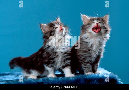 Norwegian Forest Cats, kitten, 7 weeks Stock Photo