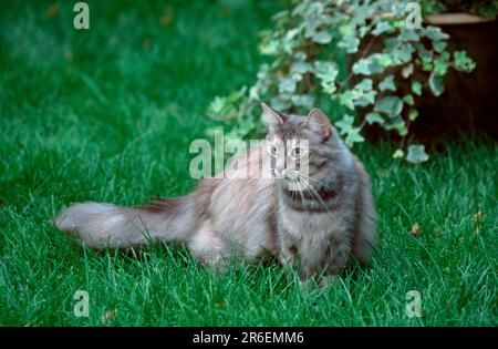 Norwegian Forest Cat, blue-silver-torbie Stock Photo