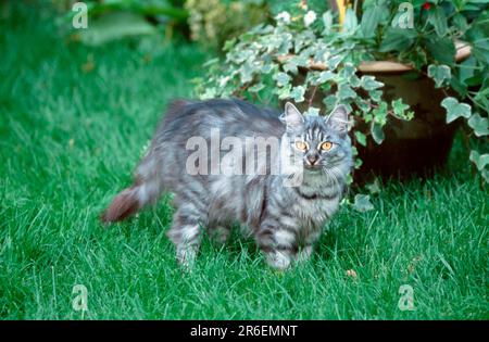 Norwegian Forest Cat, silver tabby mackerel Stock Photo